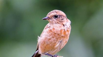 Whinchat