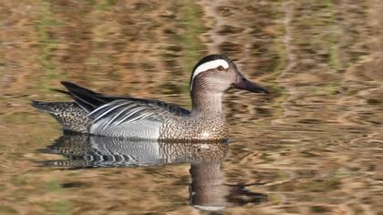 Garganey
