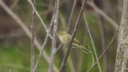 Common Chiffchaff