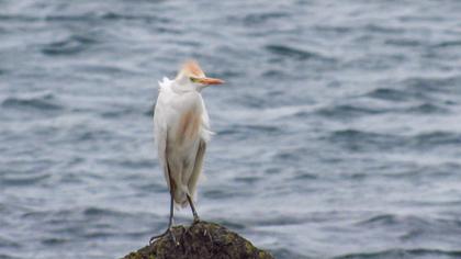 Western Cattle Egret