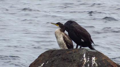 European Shag