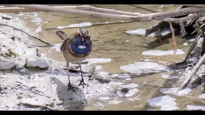 Bluethroat
