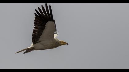 Egyptian Vulture