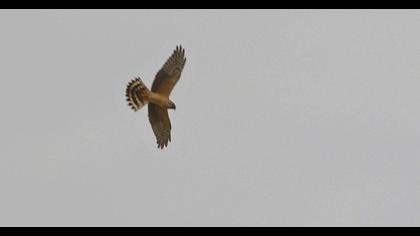 Pallid Harrier