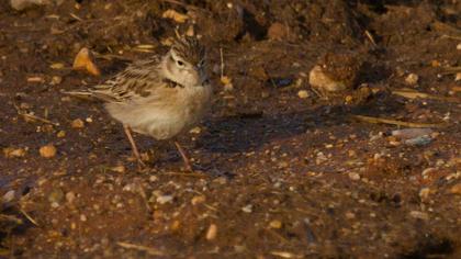 Greater Short-toed Lark