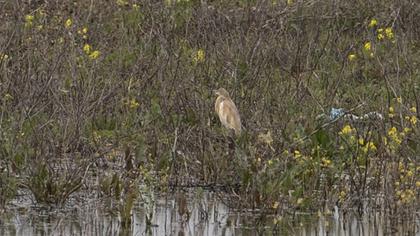 Squacco Heron