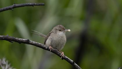 Delicate prinia