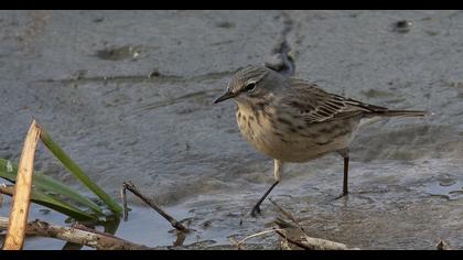 Red-throated Pipit