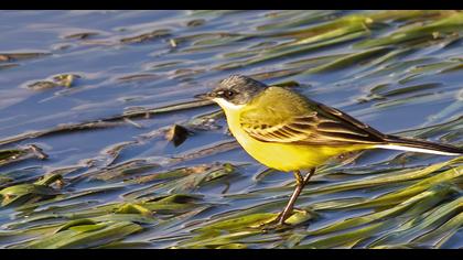 Western Yellow Wagtail