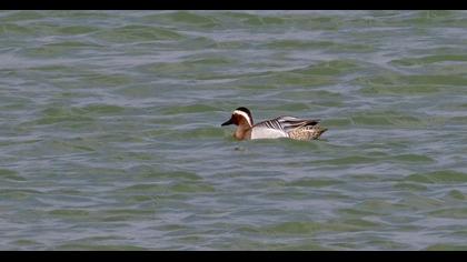 Garganey