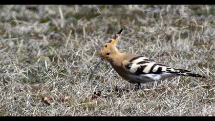 Eurasian Hoopoe