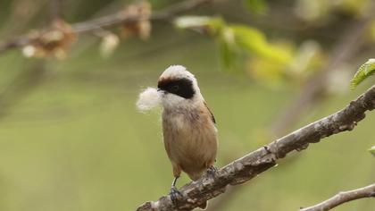 Eurasian Penduline Tit