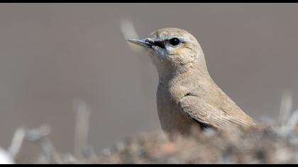 Isabelline Wheatear