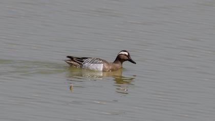 Garganey