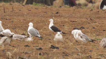 Lesser Black-backed Gull