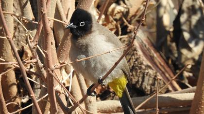 White-spectacled Bulbul