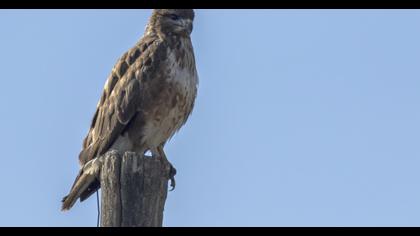 Common Buzzard
