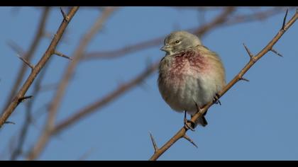 Common Linnet