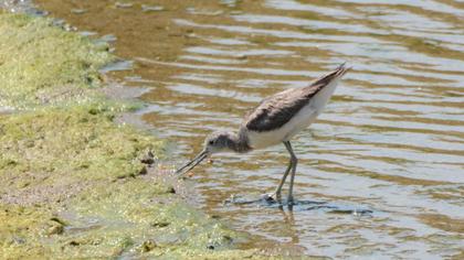 Common Greenshank