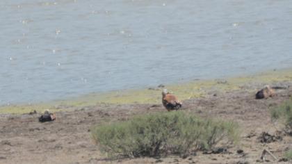 Ruddy Shelduck