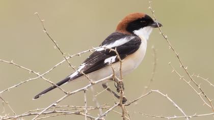 Kızılbaşlı örümcekkuşu