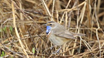 Bluethroat