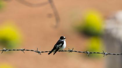 Collared Flycatcher