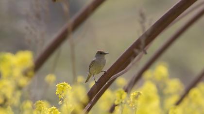 Eurasian Blackcap