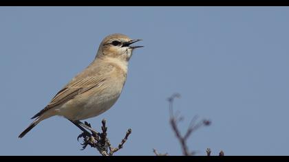 Isabelline Wheatear
