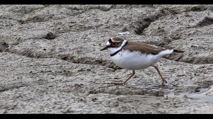 Little Ringed Plover