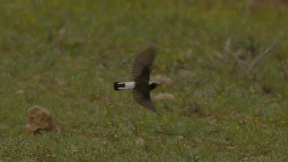 Cyprus Wheatear