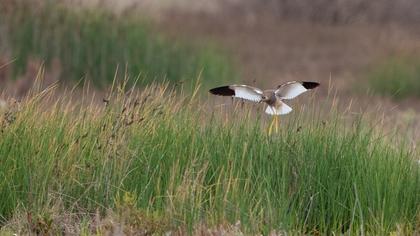 White-tailed Lapwing