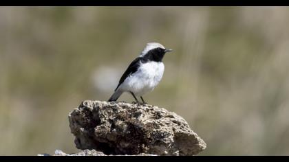 Finsch`s Wheatear