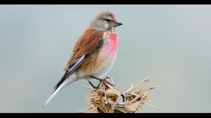 Common Linnet