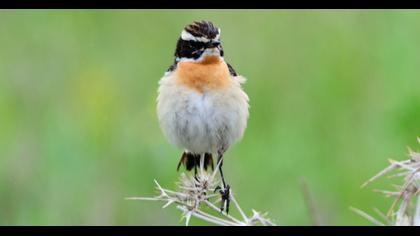 Whinchat