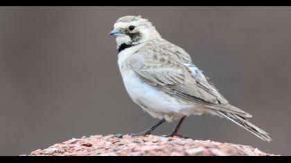 Horned Lark