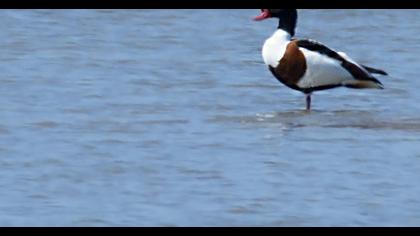 Common Shelduck