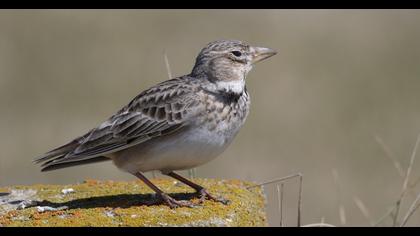 Calandra Lark