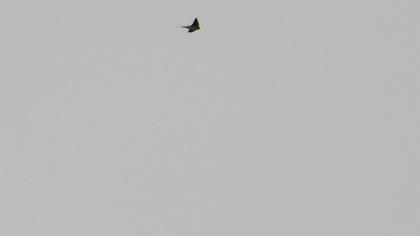 Red-rumped Swallow