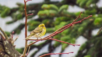European Serin