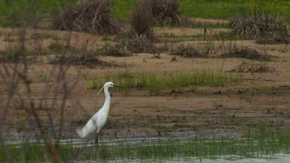 Little Egret