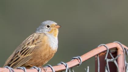 Cretzschmar`s Bunting