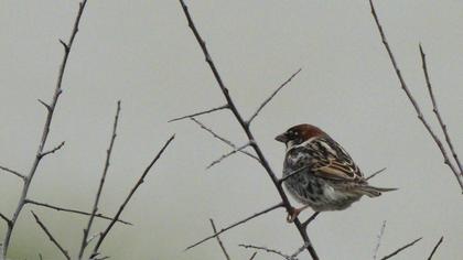 Spanish Sparrow