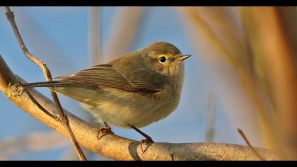 Common Chiffchaff