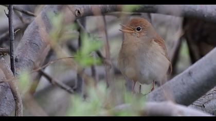 Common Nightingale