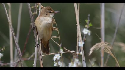 Great Reed Warbler