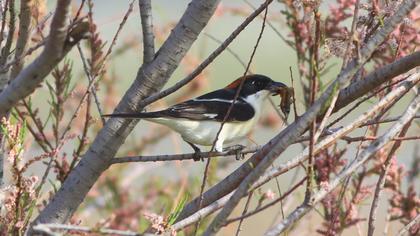 Woodchat Shrike
