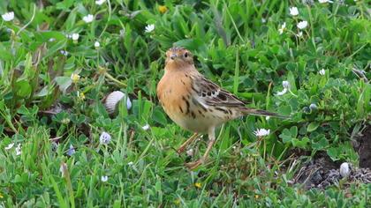 Red-throated Pipit