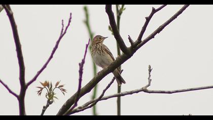 Tree Pipit