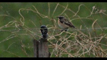Whinchat